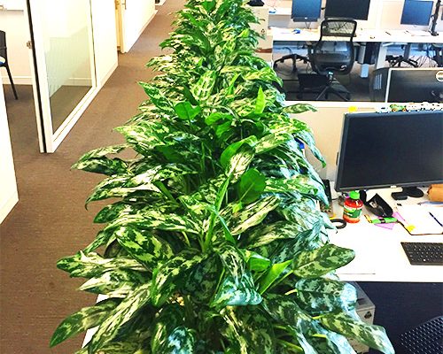 Citygreen Indoor Plant Hire Brisbane - office plants for brisbane and office plant hire in brisbane and indoor gardens for southeast queensland and northern new south wales