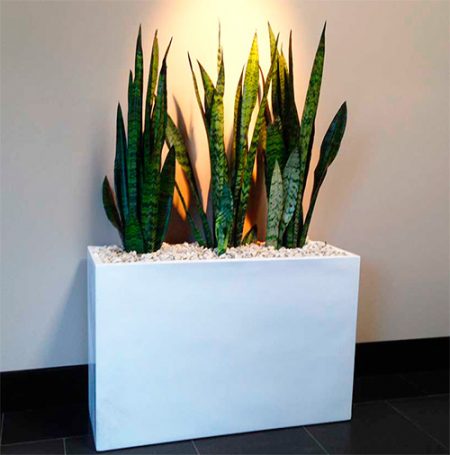 Trough planter – Citygreen Indoor Plant Hire – Indoor Office Plants for ...