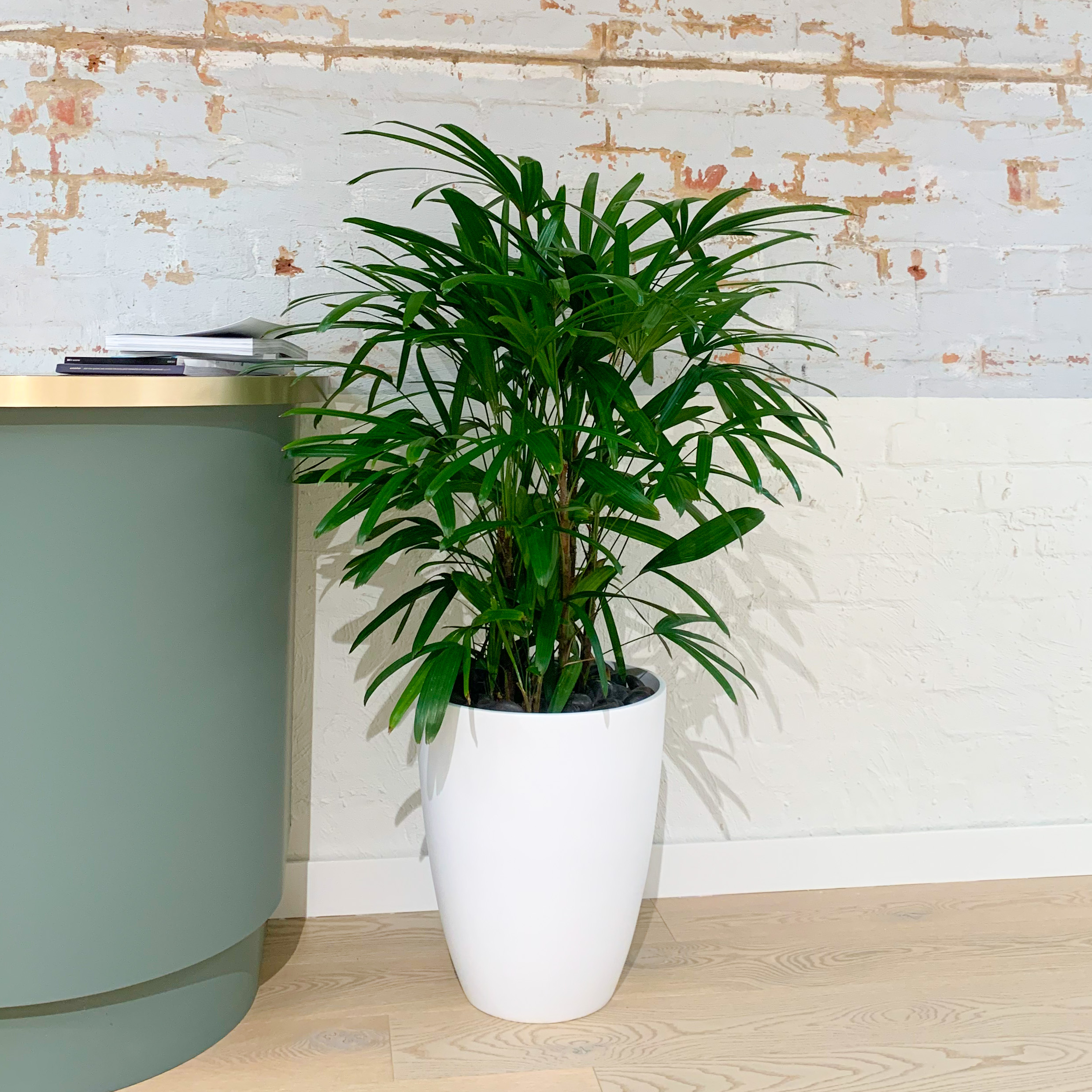 Rhapis Palm