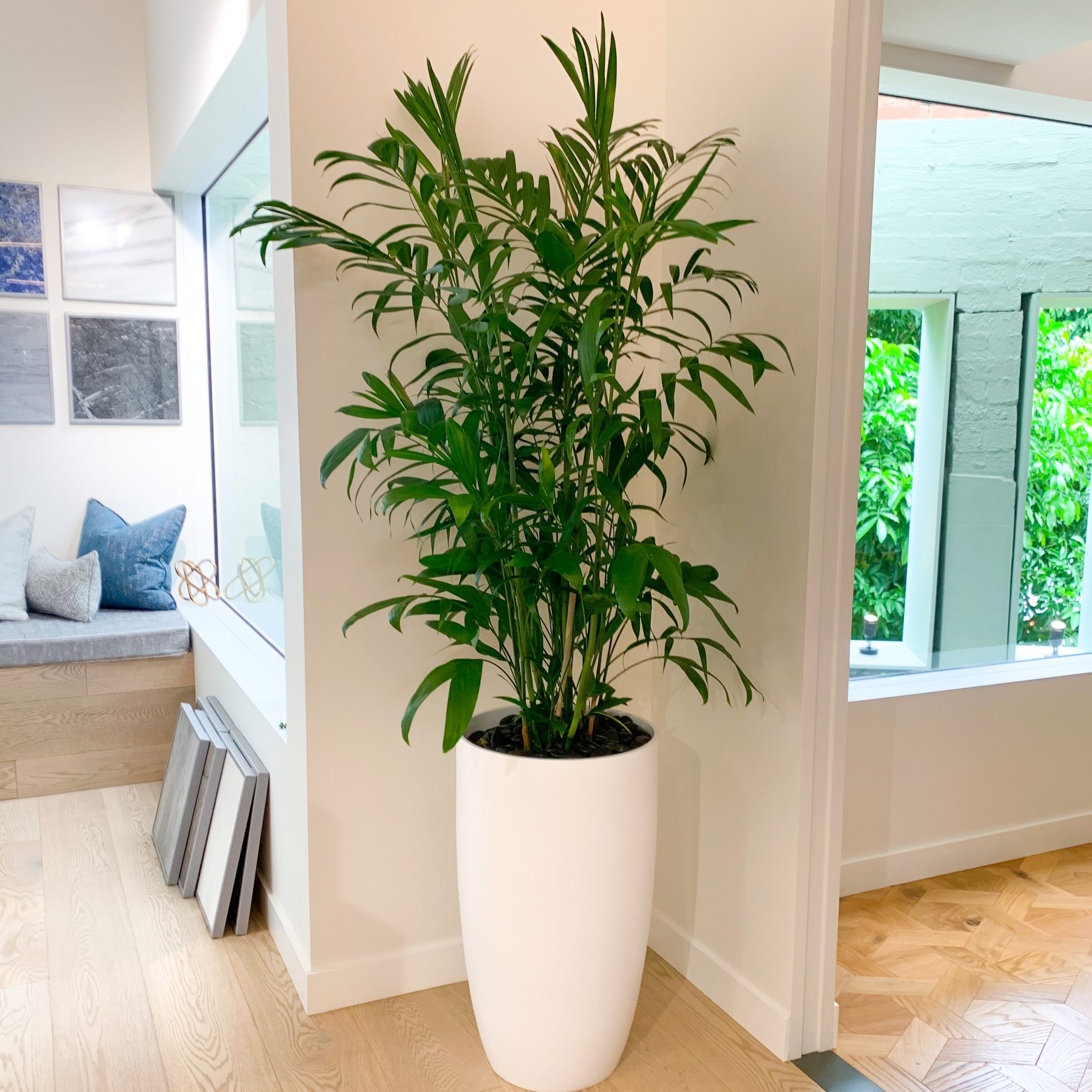 Bamboo Palm
