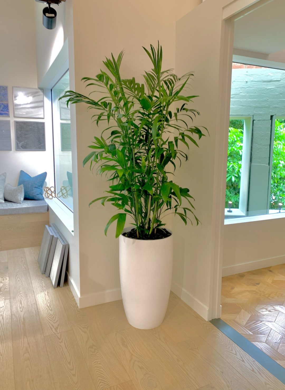 Chamaedorea seifrizii - Bamboo Palm - Citygreen Indoor Plant Hire Brisbane
