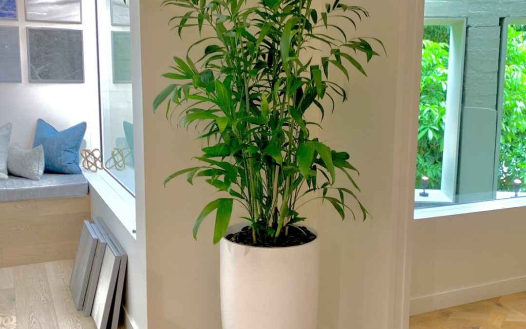 Bamboo Palm