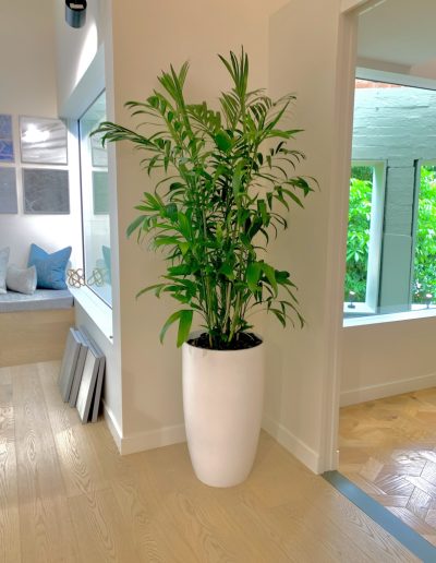Chamaedorea seifrizii - Bamboo Palm - Citygreen Indoor Plant Hire Brisbane