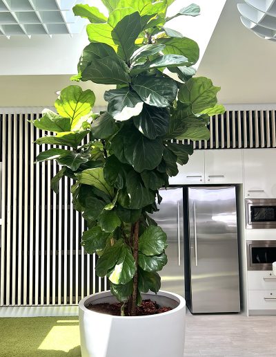 Fiddle Leaf Fig