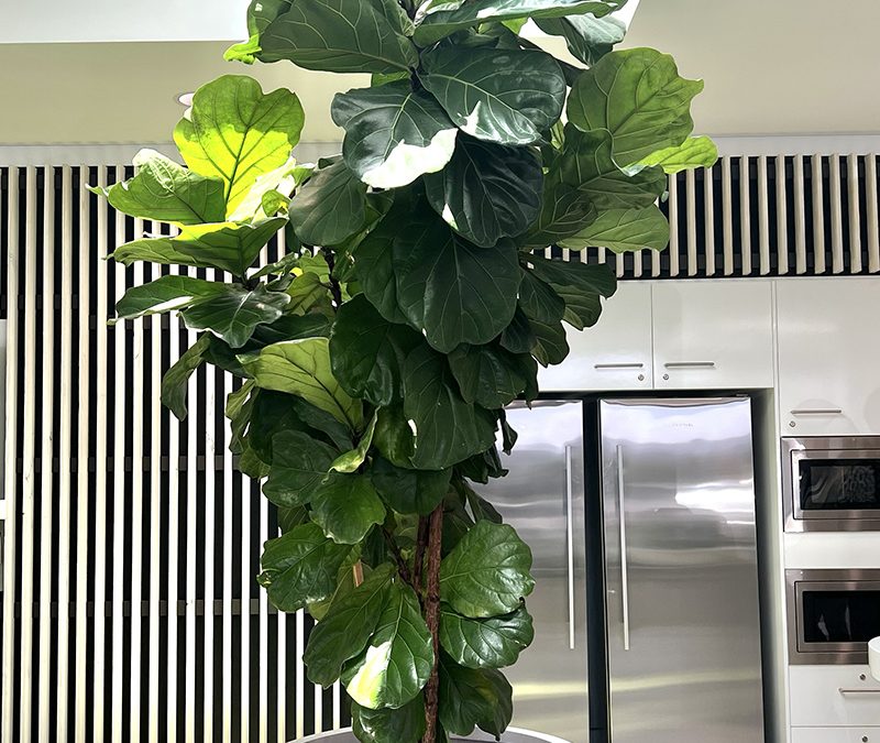 Fiddle Leaf Fig