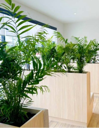 Multi-planted foyer planters