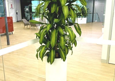 Happy Plant