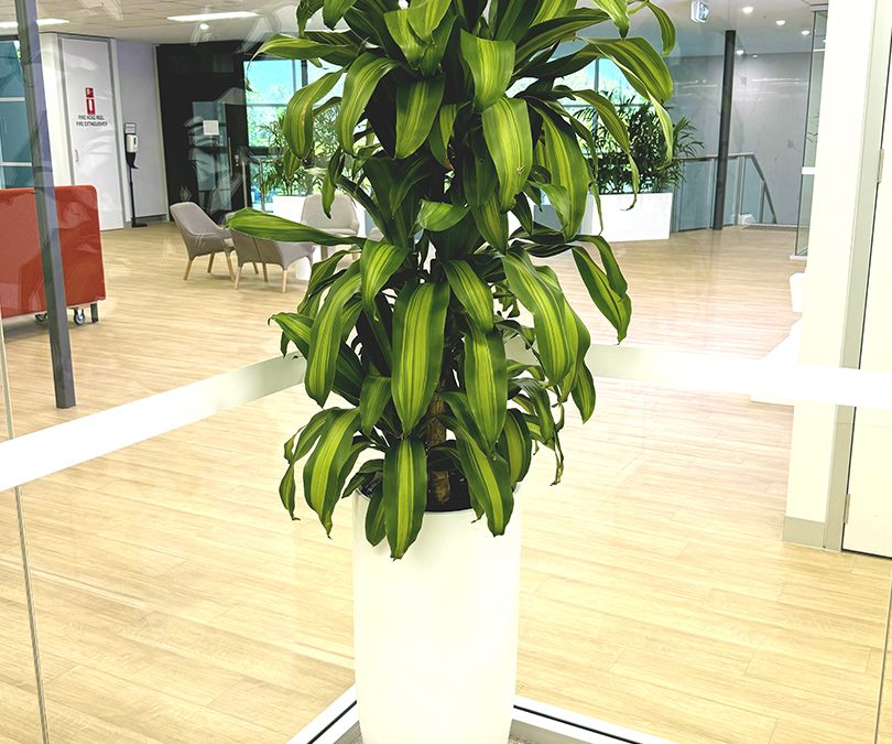 Happy Plant