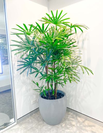 Rhapis palm in concrete finished planter