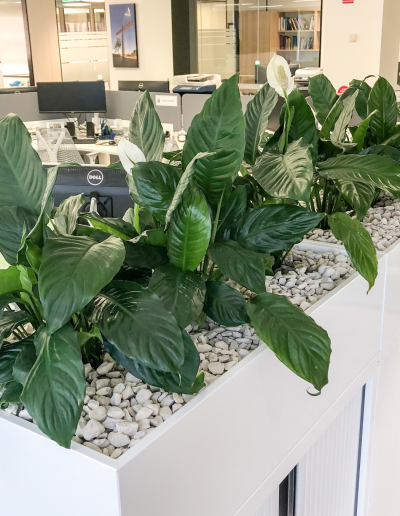 Spathiphyllum in tambour units as supplied by Citygreen Indoor plant Hire in Brisbane